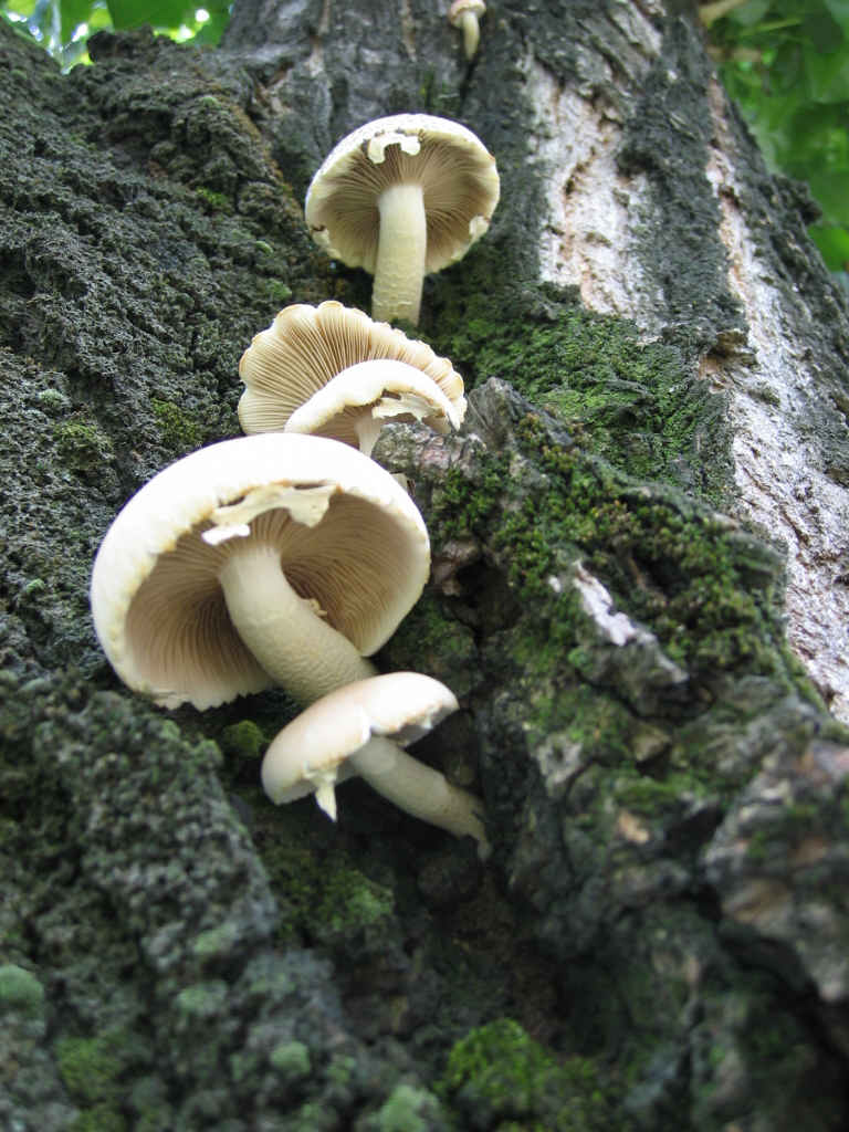 I Funghi primaverili: Agrocybe aegerita